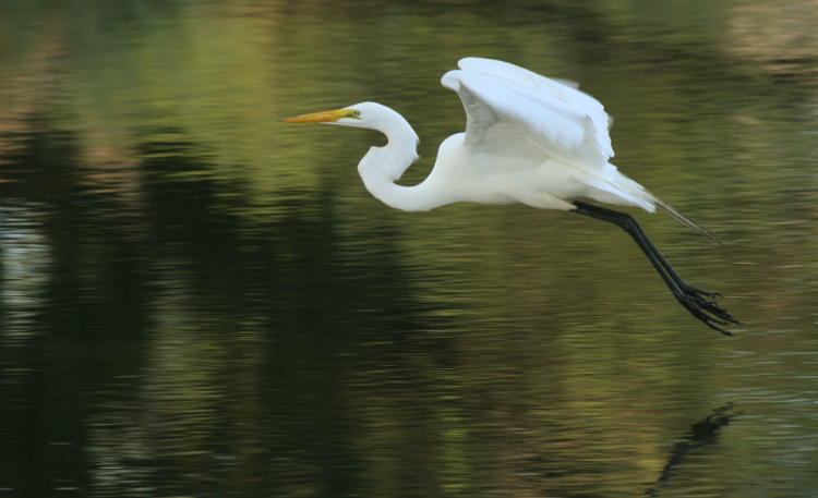 great egret Ardea alba crusing across inlet