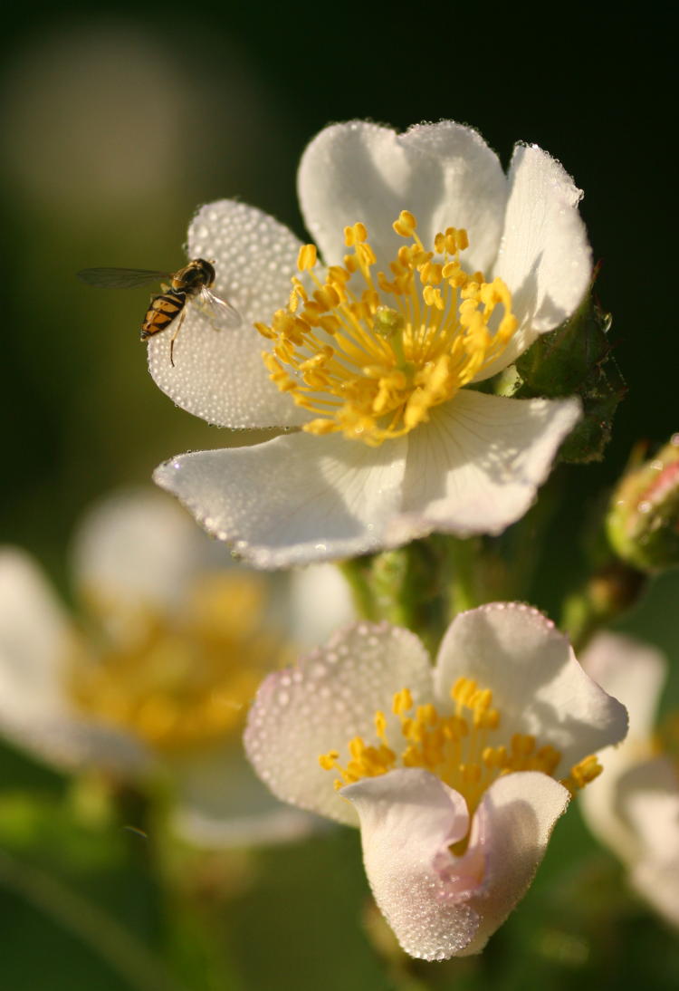 unidentified hoverfly on possible multiflora rose Rosa multiflora