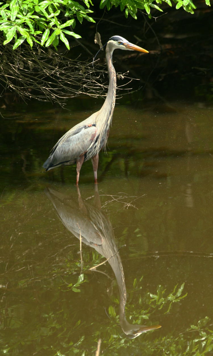 likely male great blue heron Ardea herodias with reflection