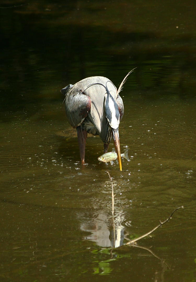 great blue heron Ardea herodias with capture