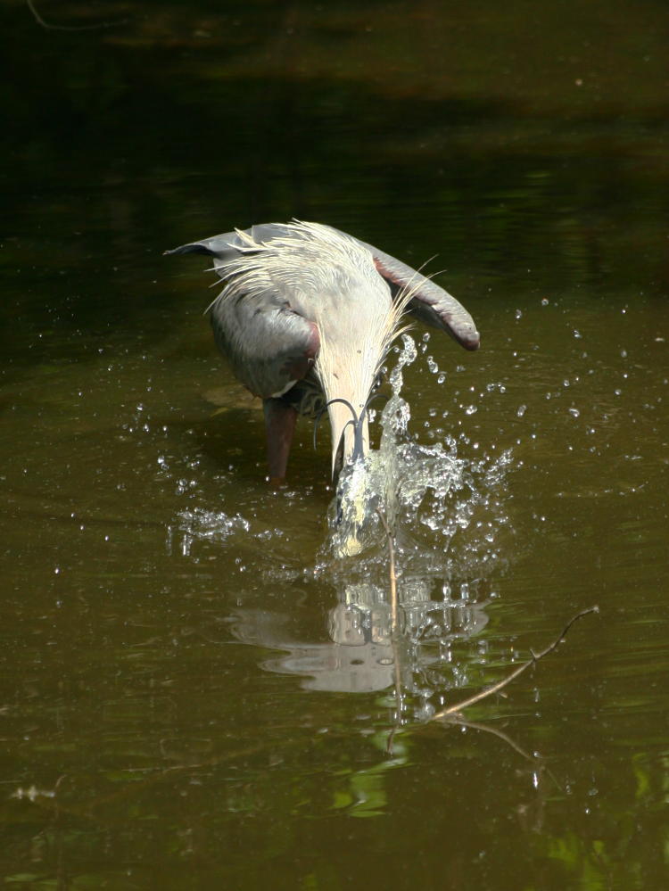 great blue heron Ardea herodias striking at fish