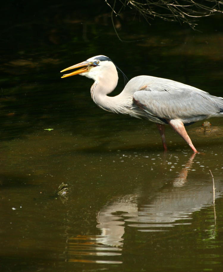 likely male great blue heron Ardea herodias finishing off fish