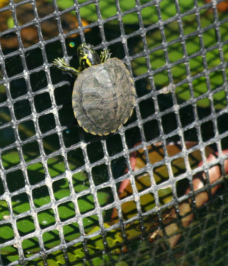 unidentified juvenile turtle climbing isolation netting