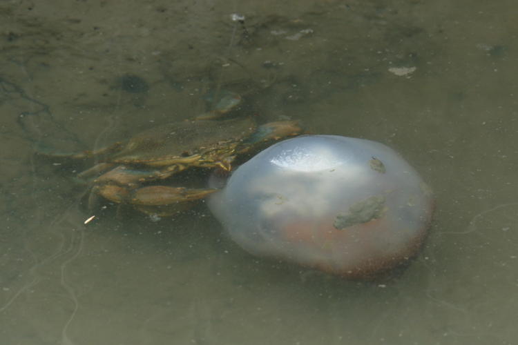 blue crabs Callinectes sapidus in possession of unidentified jellyfish