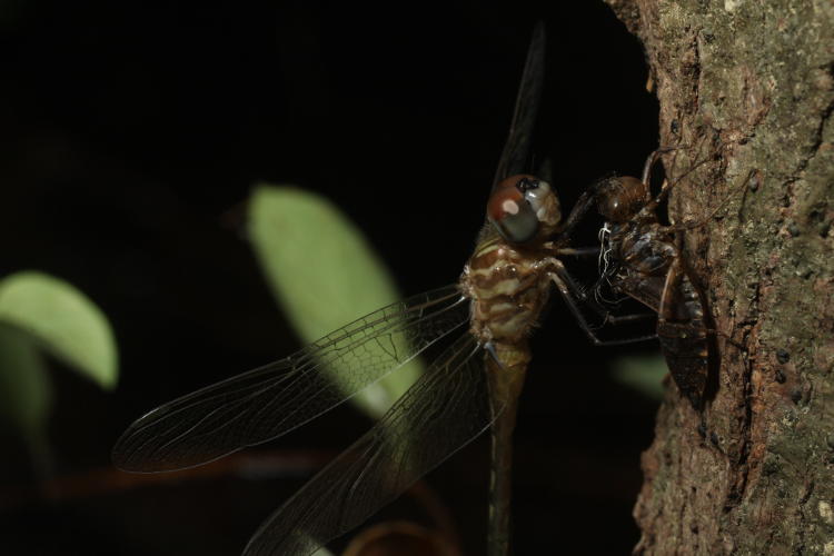 newly-emerged adult dragonfly, possibly blue dasher Pachydiplax longipennis, still on molted exoskeleton
