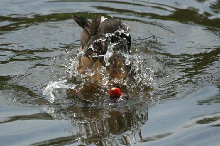 male red-crested pochard Netta rufina submerging