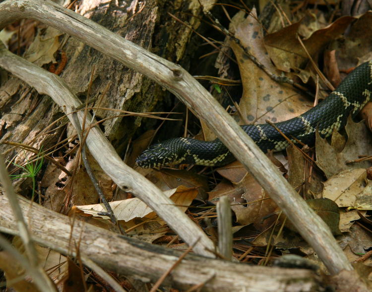 eastern kingsnake Lampropeltis getula idly moving along