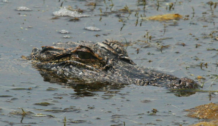 American alligator Alligator mississippiensis waiting for us to leave