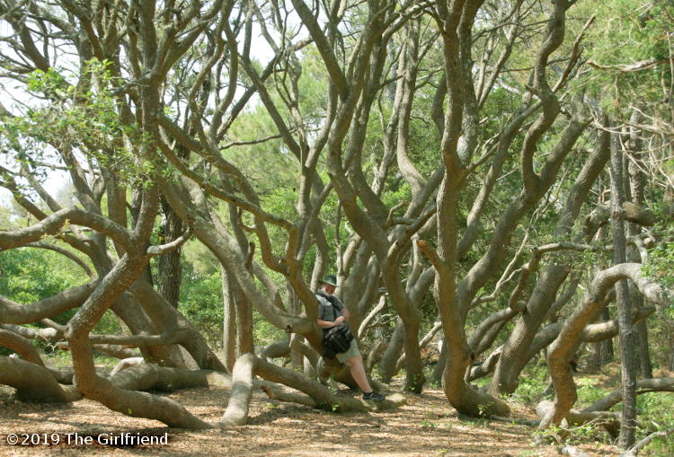 the author in front of elaborate multi-trunked twisted tree in Huntington Beach State Park SC, by The Girlfriend