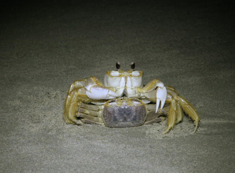 a pair of mating Atlantic ghost crabs Ocypode quadrata