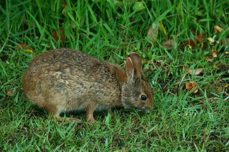 marsh rabbit Sylvilagus palustris color corrected