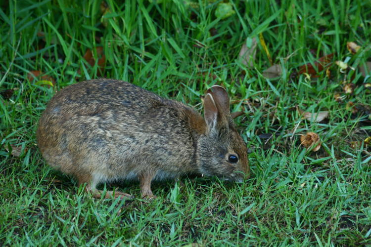 marsh rabbit Sylvilagus palustris foraging unconcernedly