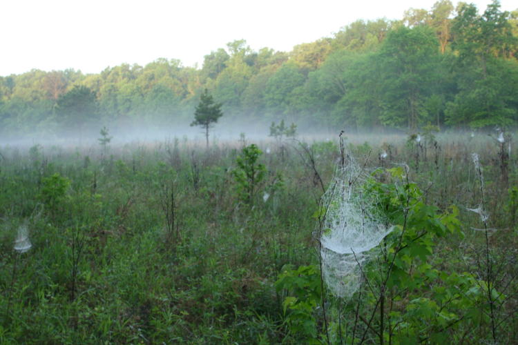Misty morning at Mason Farm Biological Reserve