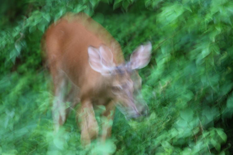 immature white-tailed deer Odocoileus virginianus doe during long exposure