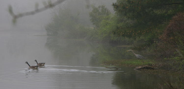 Canada geese Branta canandensis and great blue heron Ardea herodias on foggy pond