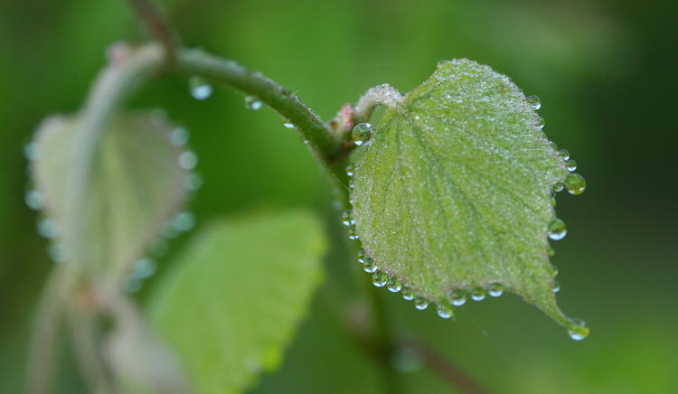 mist drops on grape leaves