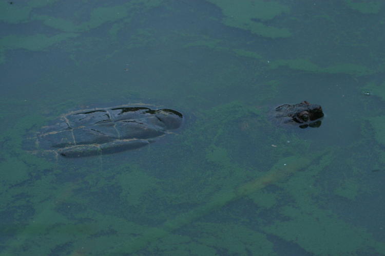 common snapping turtle Chelydra serpentina surfacing in morning twilight