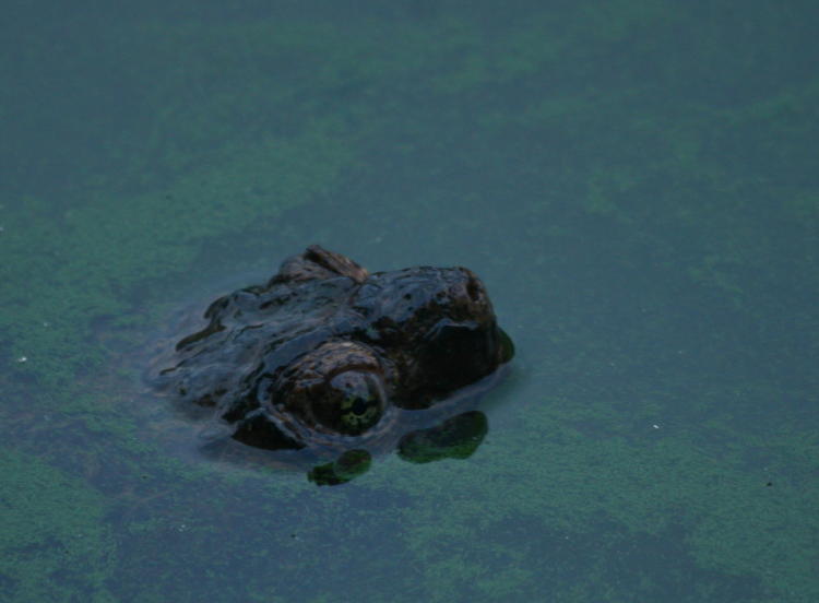 common snapping turtle Chelydra serpentina peeping from water