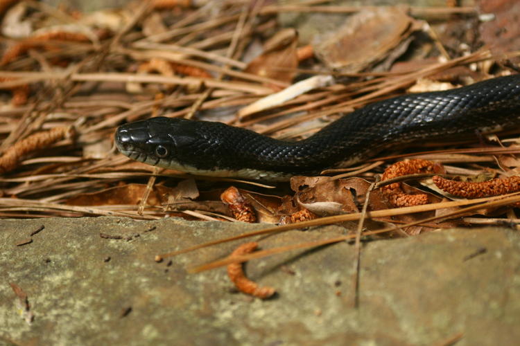 black rat snake Pantherophis obsoletus napping