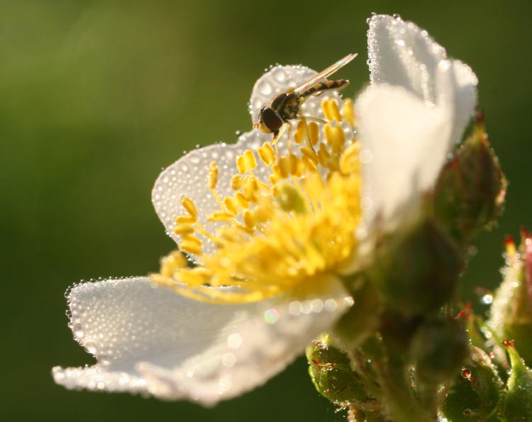 unidentified hoverfly on possible multiflora rose Rosa multiflora