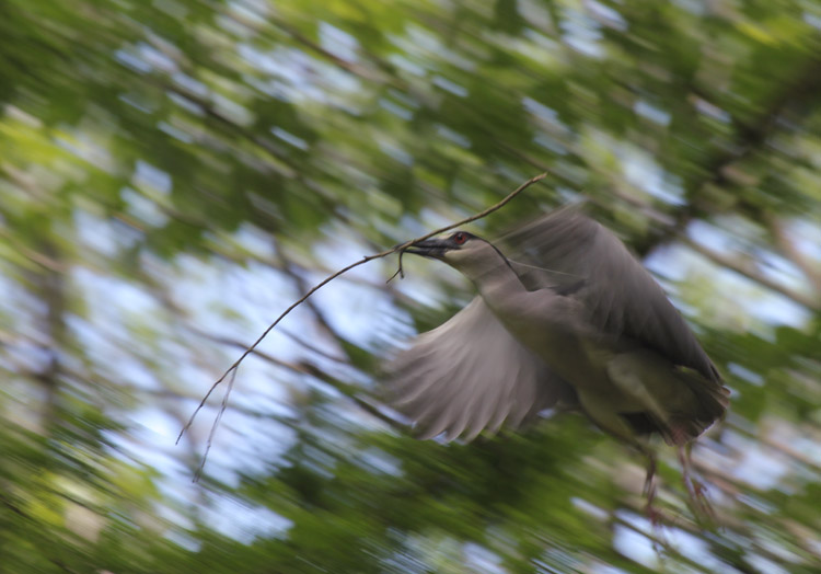 black-crowned night heron Nycticorax nycticorax in flight with twig