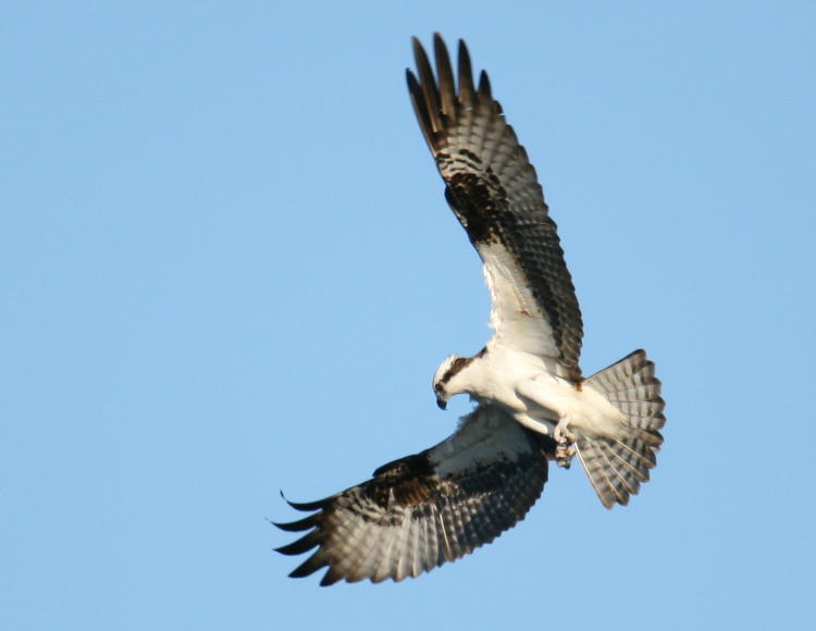 osprey Pandion haliaetus beginning predatory dive