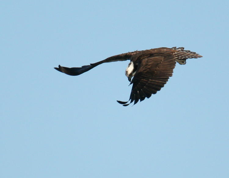 osprey Pandion haliaetus abandoning dive