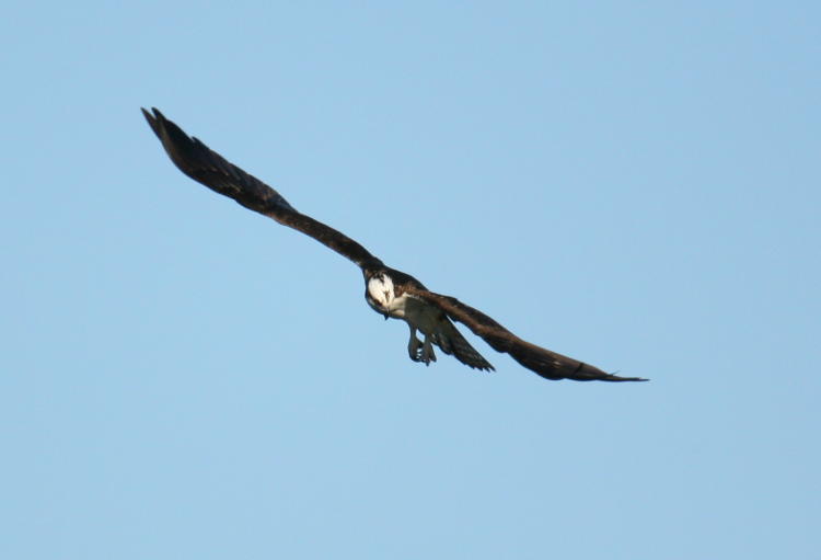 osprey Pandion haliaetus resuming circling