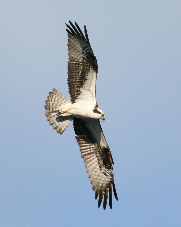 osprey Pandion haliaetus in spread-osprey pose