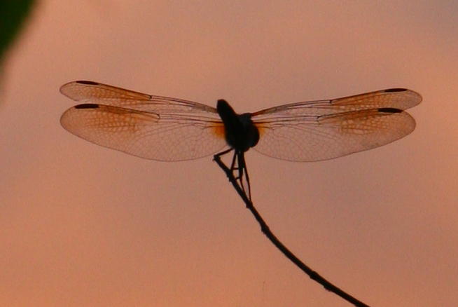 full-resolution detail shot of dragonfly