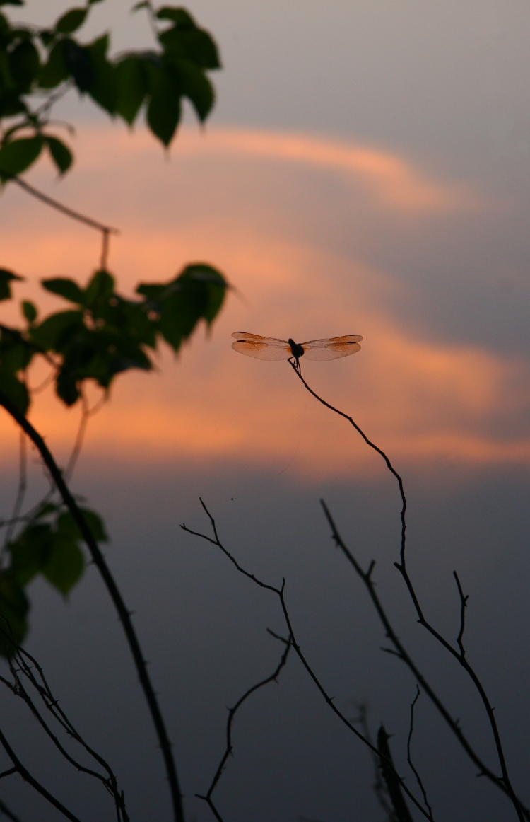 unidentified dragonfly perched on branch against sunset reflection
