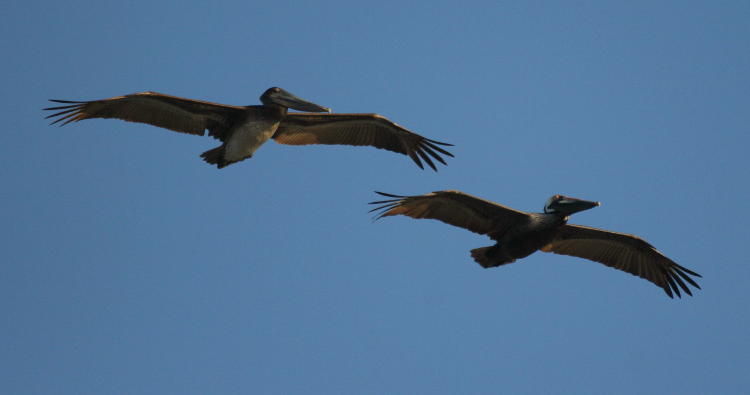 pair of brown pelicans Pelecanus occidentalis gliding overhead