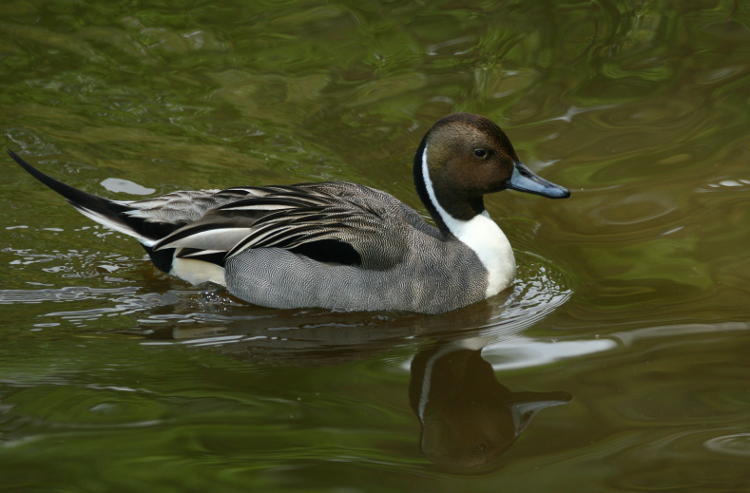 male northern pintail Anas acuta in profile