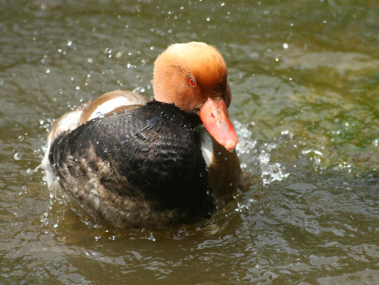 male red-crested pochard Netta rufina in mid-ablutions