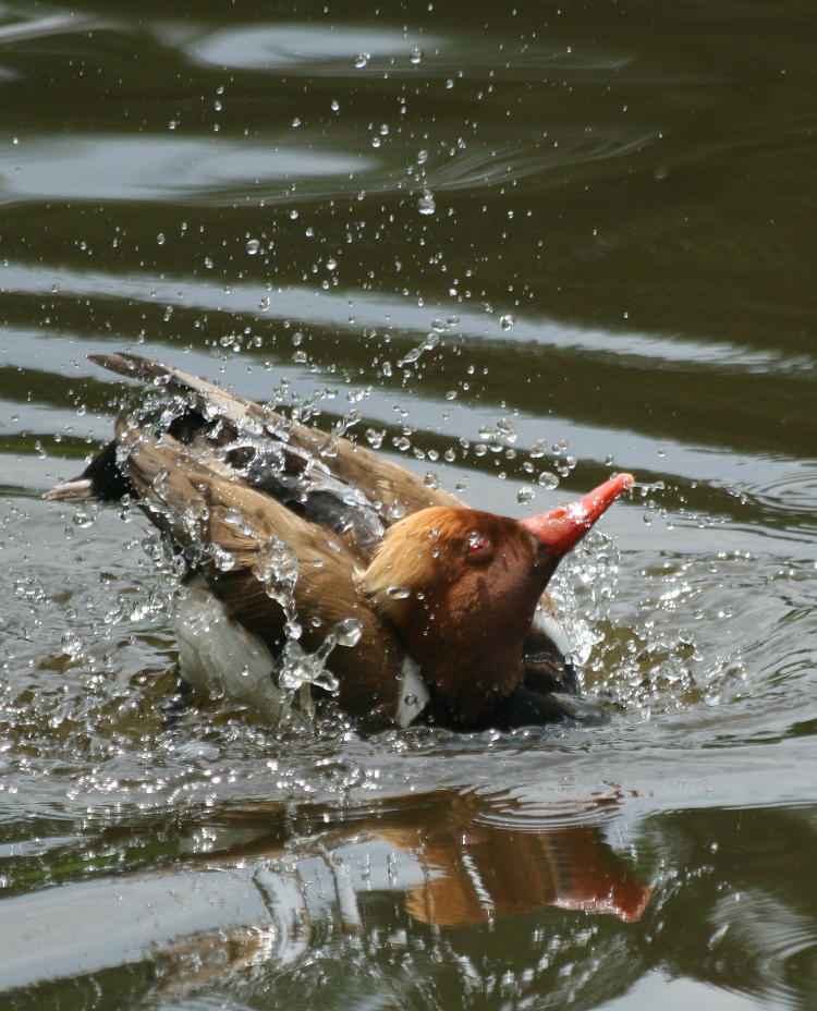 male red-crested pochard Netta rufina splashing