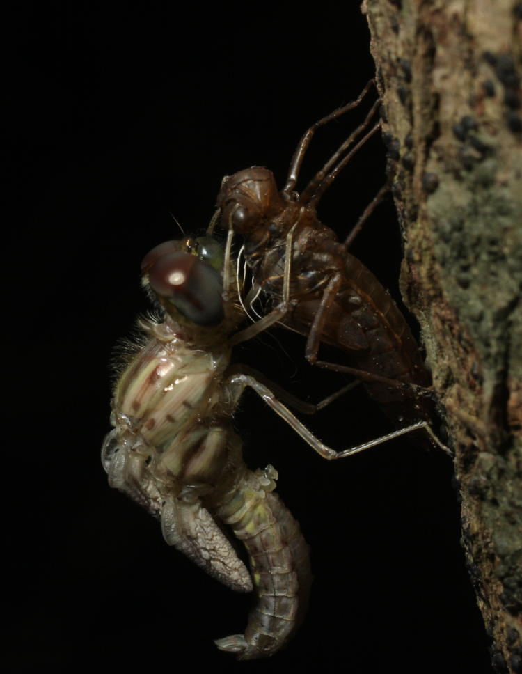 unidentified newly-emerged adult dragonfly drying out