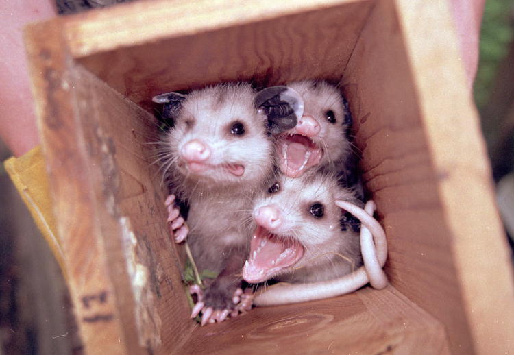 juvenile Virginia opossums Didelphis virginiana protecting nest box