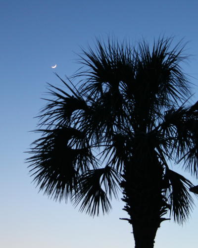 crescent moon over palm