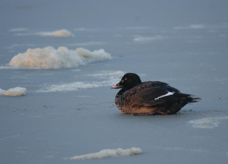 white-winged scoter Melanitta fusca not giving a damn