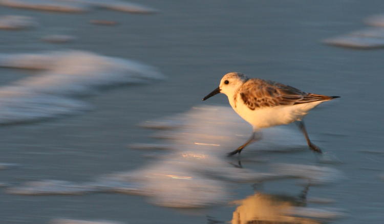 sanderling Calidris alba running into surf