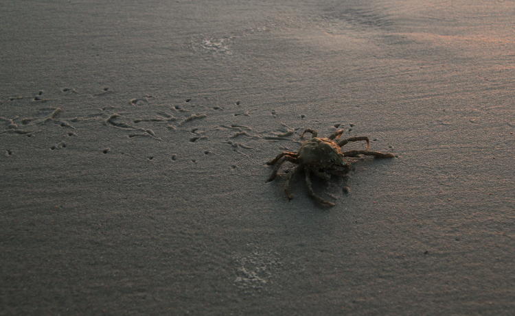 common spider crab Libinia emarginata tracking across sand