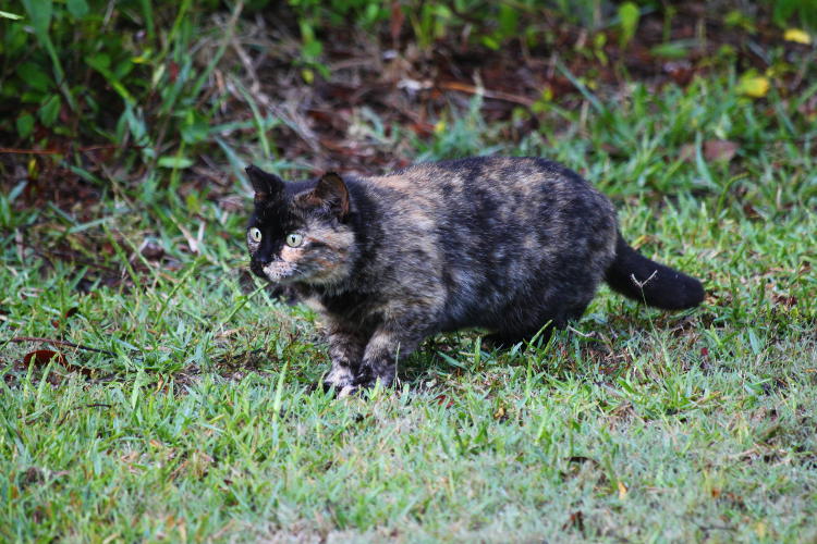 feral domestic cat in stalk mode