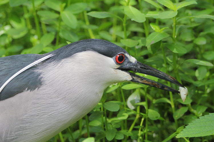 black-crowned night heron Nycticorax nycticorax with provided meal