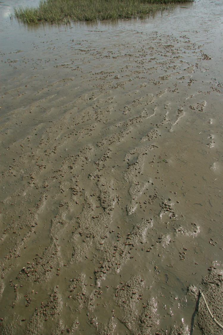 broad expanse of fiddler crabs genus Uca on tidal mud, Huntington Beach State Park SC