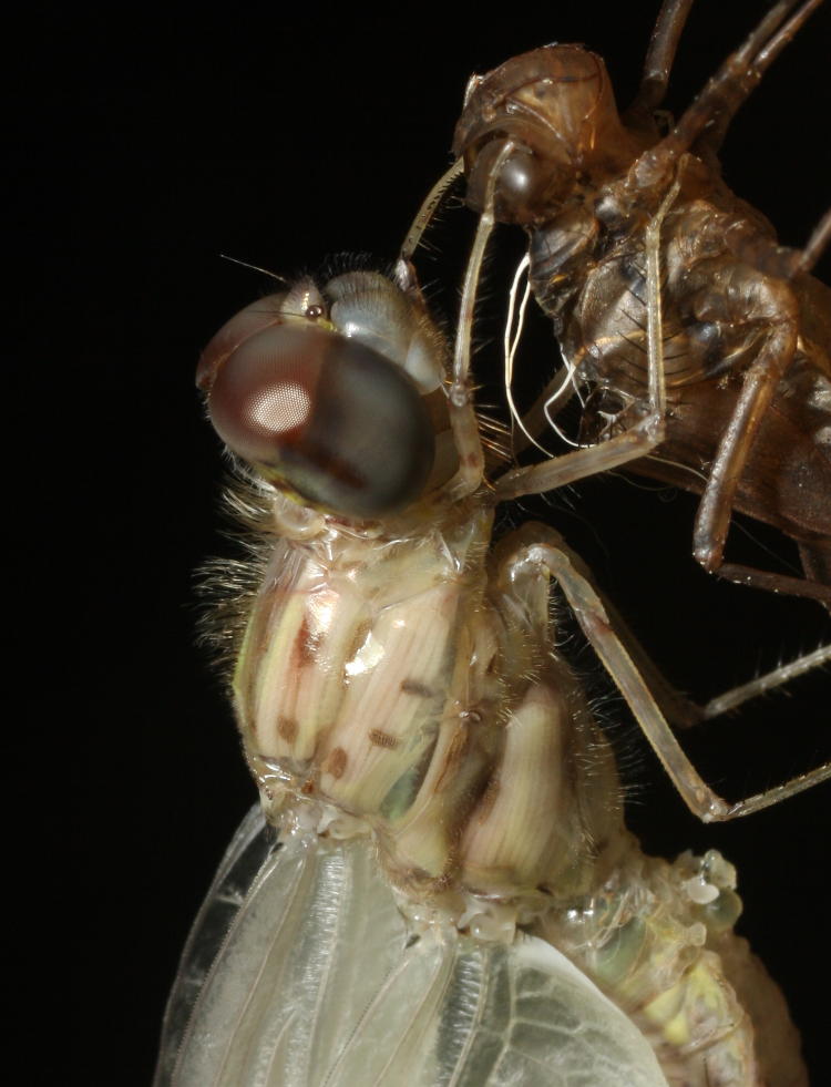 closeup of unidentified newly-emerged adult dragonfly showing transparent skin and wing muscles