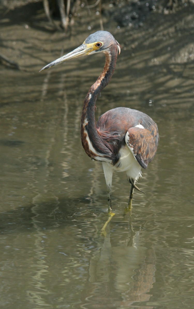 tri-colored heron Egretta tricolor looking curious