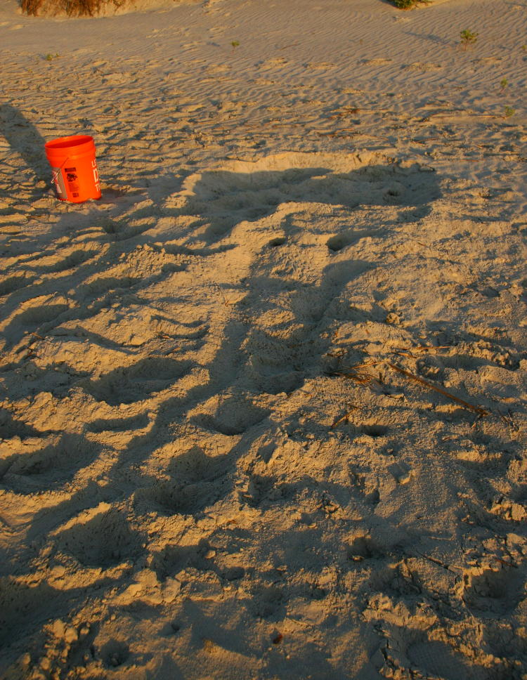 nest site of loggerhead sea turtle Caretta caretta