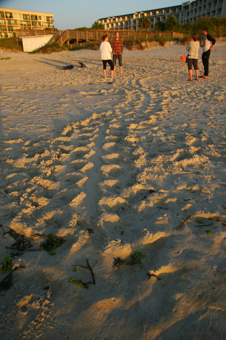 trail of loggerhead sea turtle Caretta caretta going inland towards nest site.