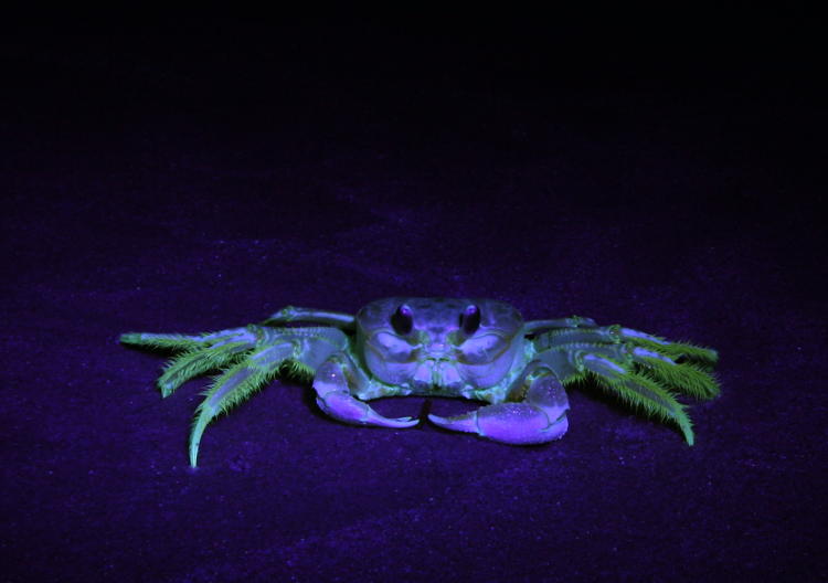 Atlantic ghost crab Ocypode quadrata fluorescing under ultraviolet light