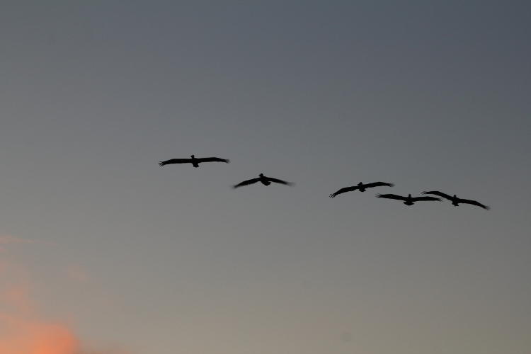 flight of brown pelicans Pelecanus occidentalis against boring sky